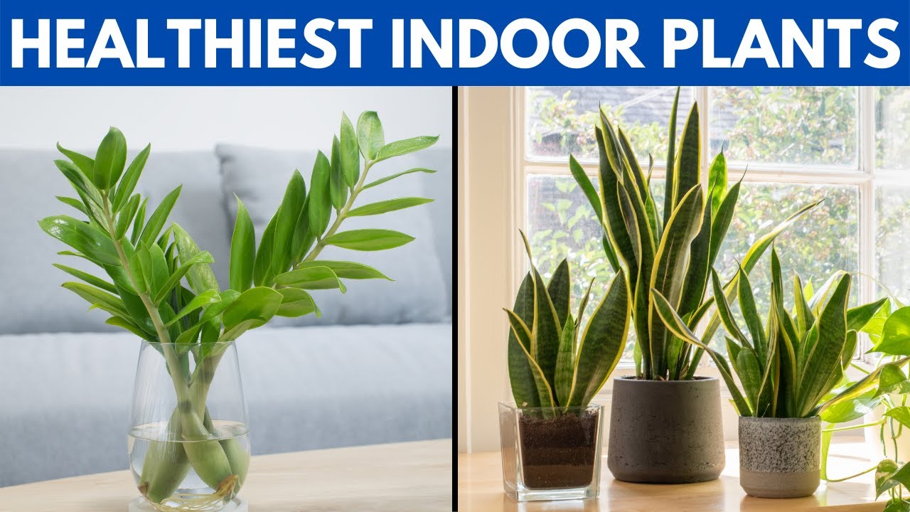 12 of The Healthiest Plants To Have In Your House For A Healthy Lifestyle Fit N Over 40